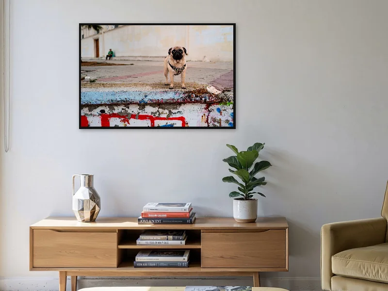 DOG IN BLACK — gallery print in situ.