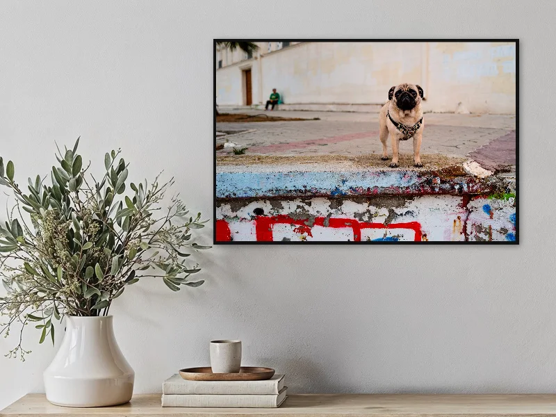 DOG IN BLACK — fine art print in situ.