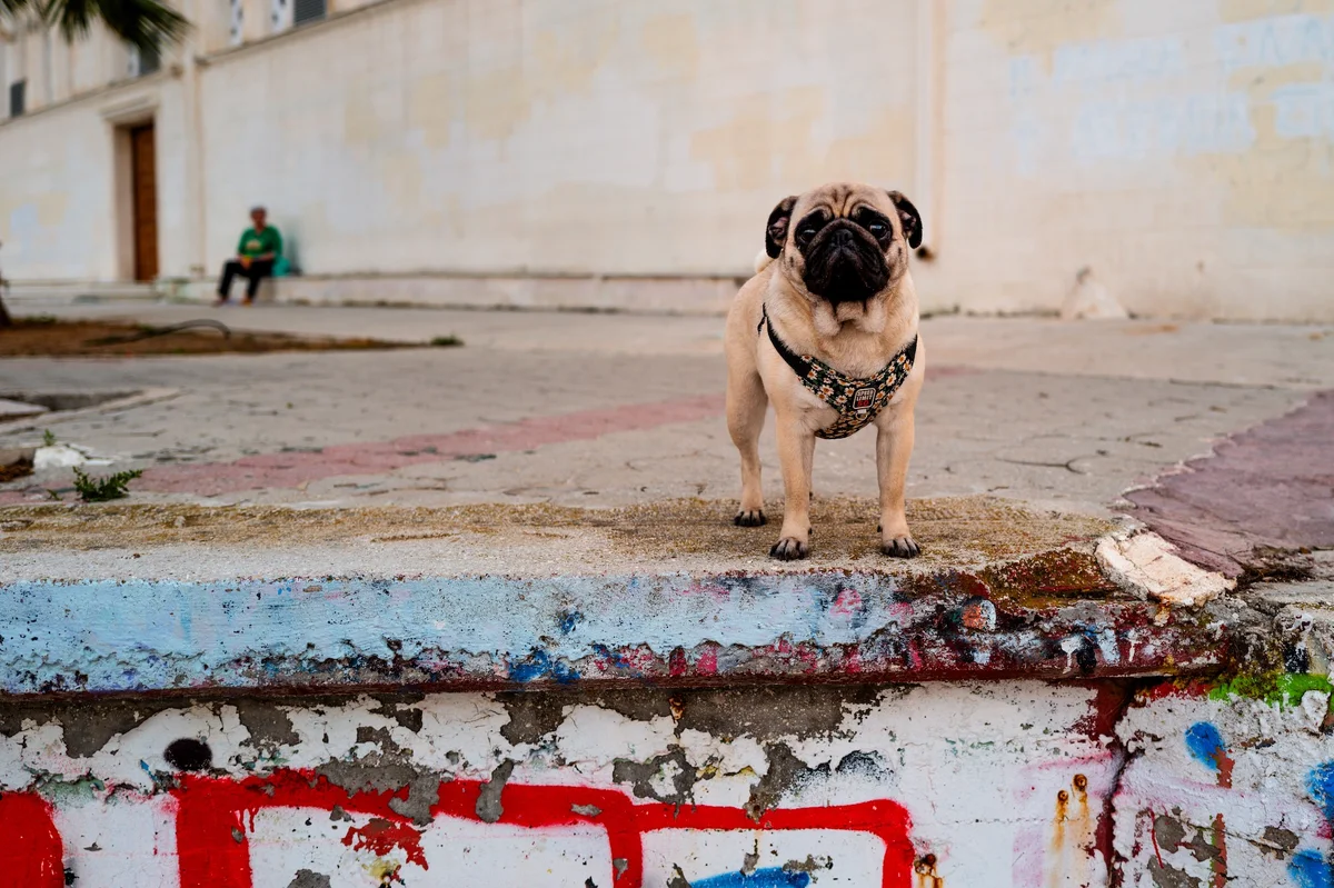 Photograph “DOG IN BLACK”, Corinth, Greece (April 2024).