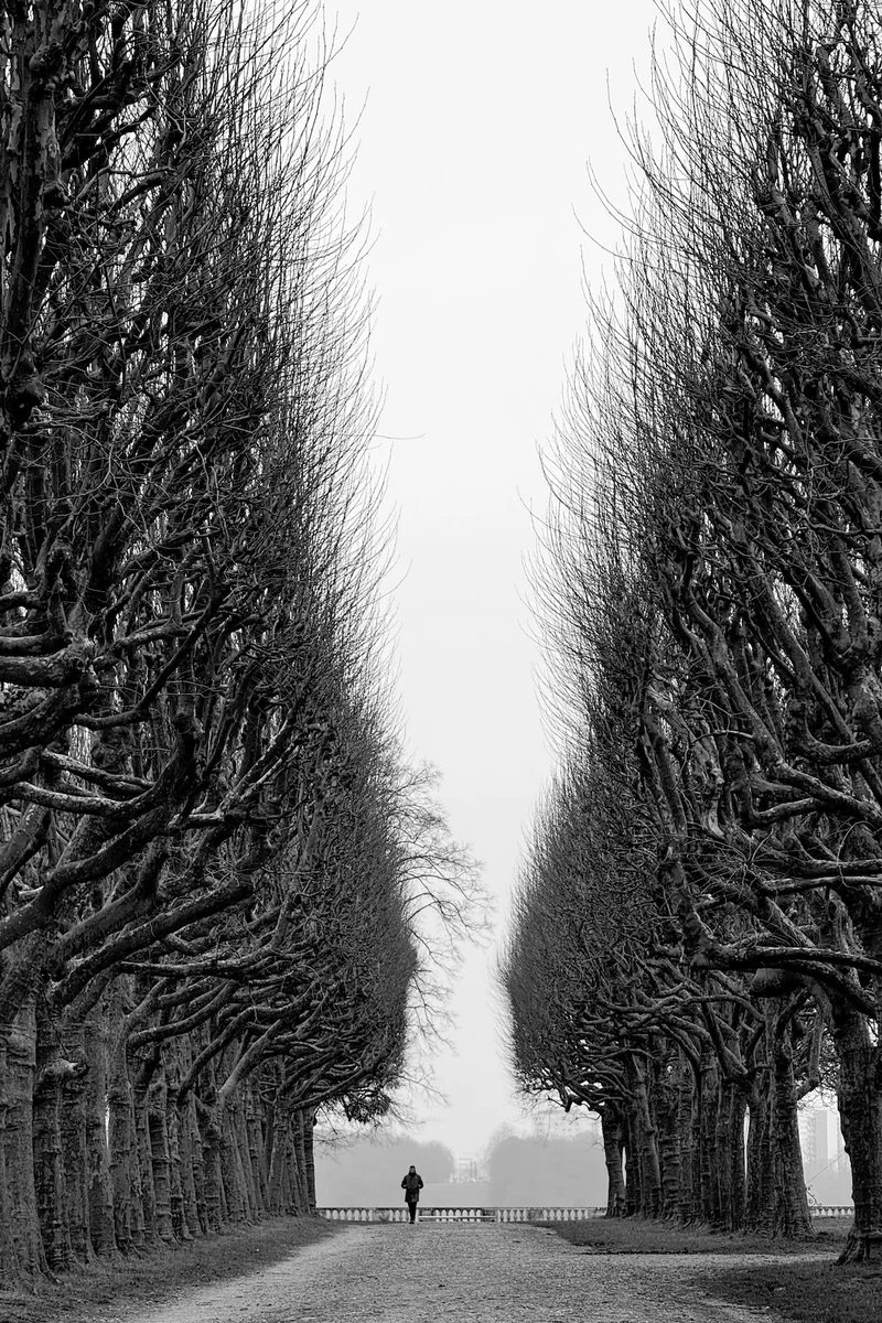 Photograph “THE MAN AND THE GIANT TREES”, Meudon, France (February 2025).